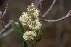Miconia elaeoides