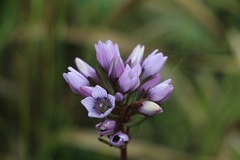 Gentianella corymbosa