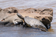 Phrynops williamsi