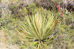 Puya goudotiana