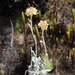 Pseudognaphalium paramorum - Photo (c) Andrés Ramírez-Barrera, some rights reserved (CC BY), uploaded by Andrés Ramírez-Barrera