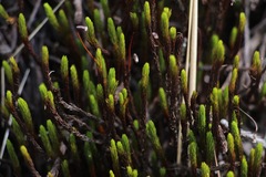 Polytrichadelphus longisetus