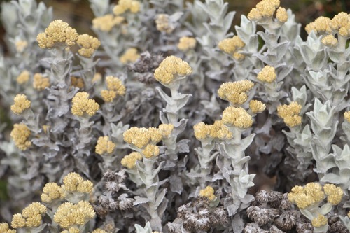 Achyrocline crassiceps · iNaturalist