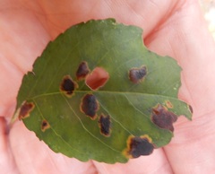 Phytophthora ilicis