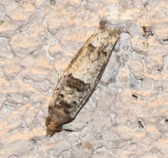 Pseudexentera knudsoni