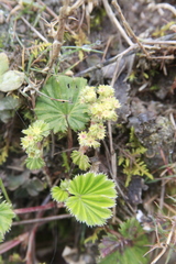 Alchemilla orbiculata