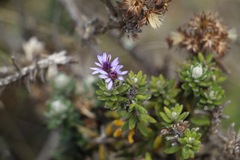 Linochilus phylicoides