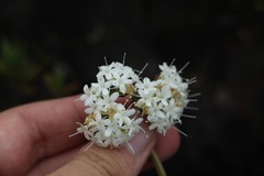 Valeriana triphylla