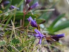 Gentianella rapunculoides