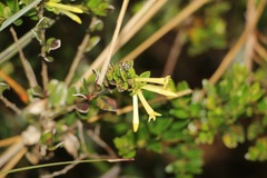 Cestrum buxifolium