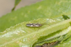 Orthotylus