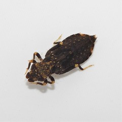 Stylogomphus