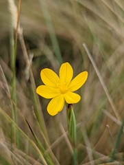 Sisyrinchium palustre