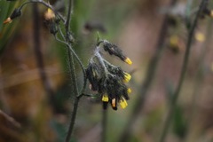 Hieracium avilae