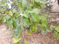 Phytophthora ilicis