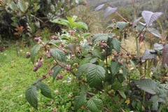 Rubus glaucus