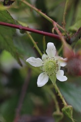 Rubus glaucus