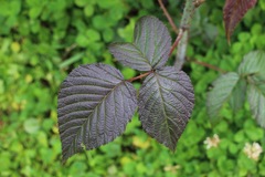 Rubus glaucus