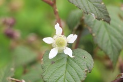 Rubus glaucus