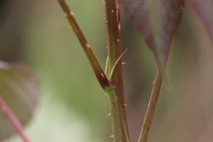 Rubus glaucus