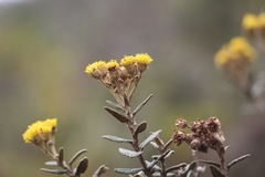 Scrobicaria ilicifolia