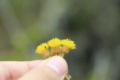 Scrobicaria ilicifolia