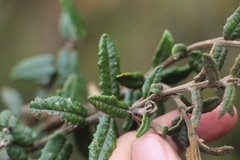 Scrobicaria ilicifolia