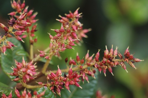 Weinmannia rollottii (Weinmannia rollottii)