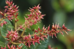 Weinmannia rollottii