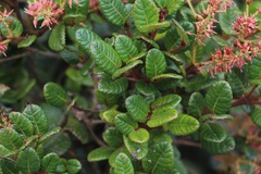 Weinmannia rollottii