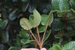 Weinmannia rollottii