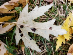Eriophyes aceris