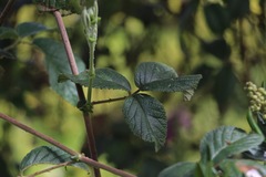 Rubus choachiensis