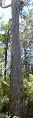 Eucalyptus diversicolor