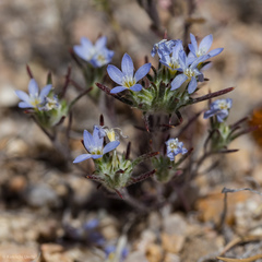 Eriastrum diffusum