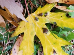 Eriophyes aceris