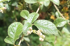 Rubus choachiensis