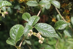 Rubus choachiensis