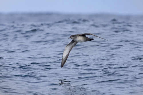 Pardela balear (Puffinus mauretanicus)