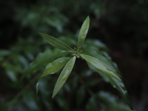 Buckleya henryi