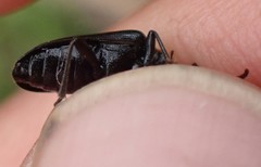 Brachysomida bivittata