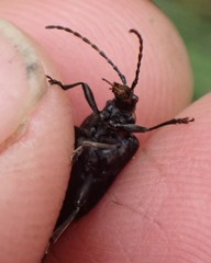 Brachysomida bivittata