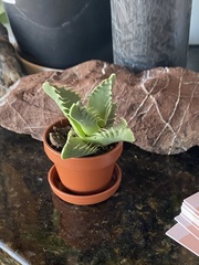 Faucaria