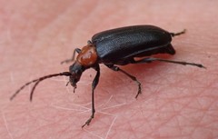 Brachysomida bivittata