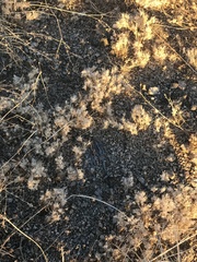 Dasyochloa