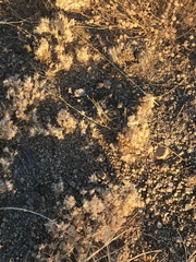 Dasyochloa