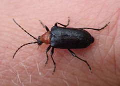 Brachysomida bivittata