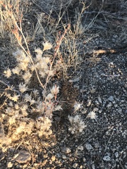 Dasyochloa