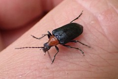 Brachysomida bivittata