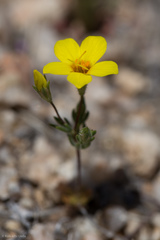 Leptosiphon chrysanthus